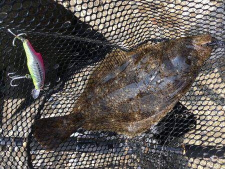 カマスとヒラメ